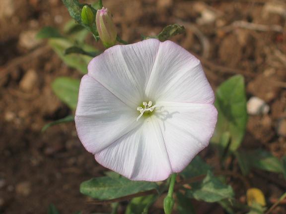 Convulvulus arvensis